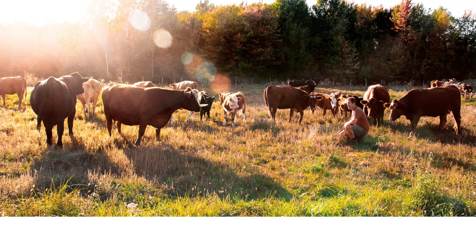 Des bovins au pâturage dans les champs des Fermes Valens, à Huntingdon, au Québec